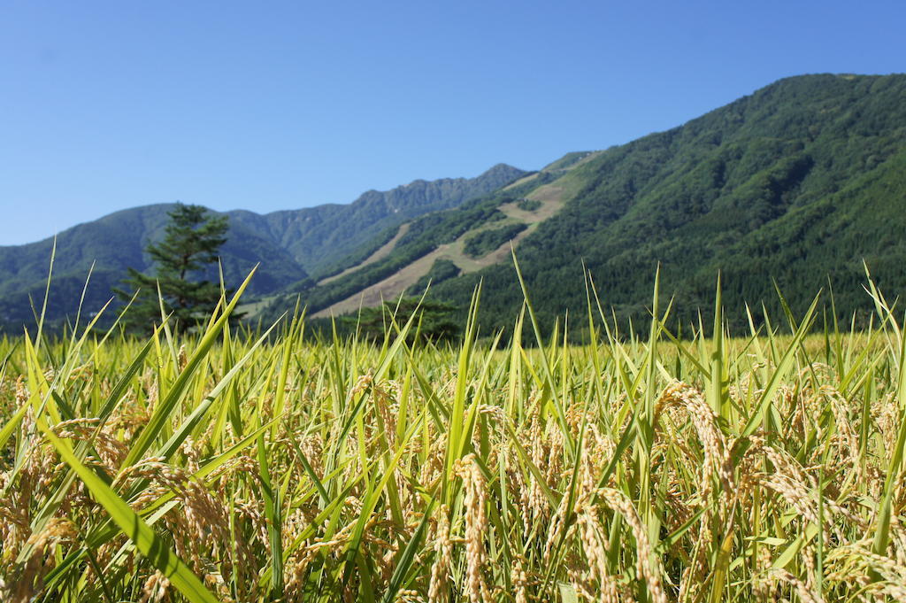 Balls Deep Inn Villas Hakuba Bagian luar foto